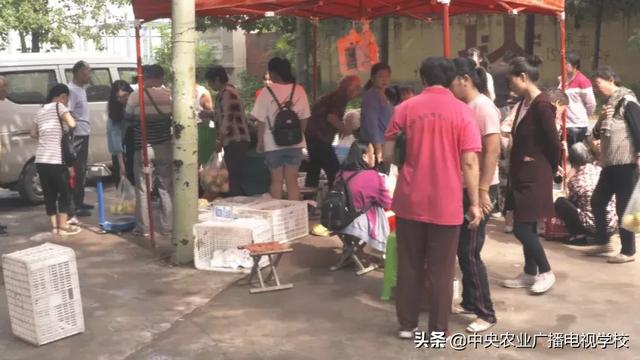 【农广天地】你见过比脸还大的梨吗？快来看一看