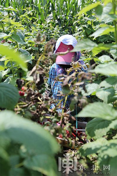 冰城树莓种植户变身农业经纪人 助力乡村振兴