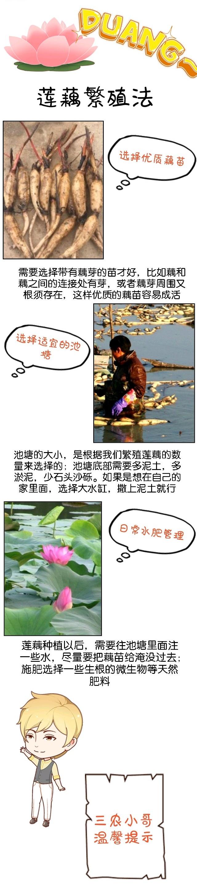 三农小哥，为大家趣说莲花种植的小知识