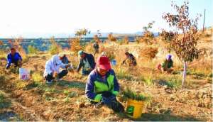 山西吕梁药材种植(方山：地道中药材致富好“良方”)