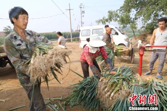 山西潞城一对父子科技种大葱 带领村民脱贫致富