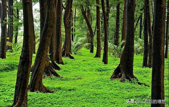 林木种苗栽培管理技术，掌握以下技巧，促进苗木种植的现代化进程