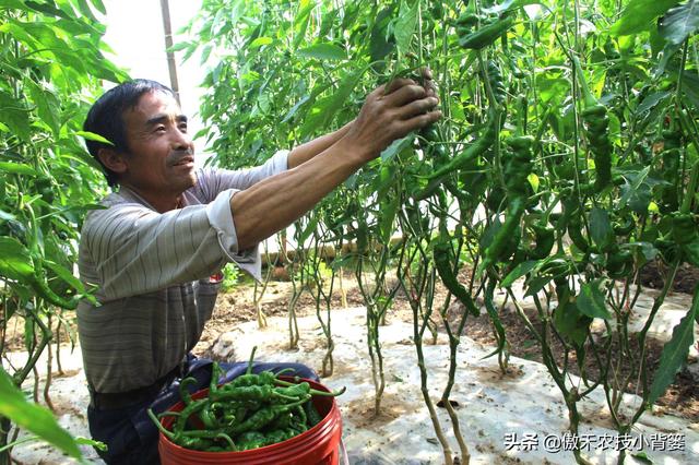 温室大棚冬季浇水后通风排湿时，为什么不能“太急”和“太大”