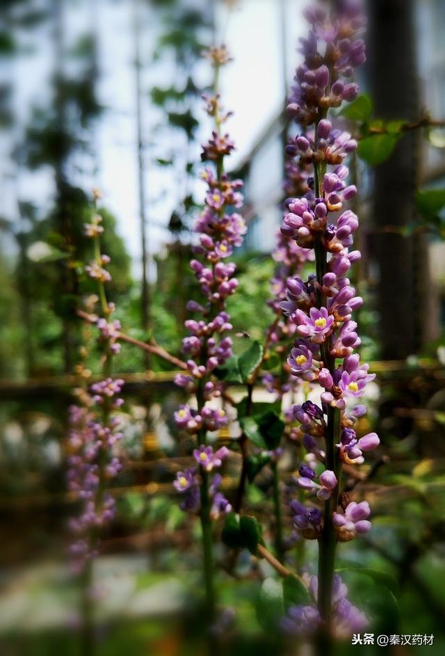 识花认草：山麦冬