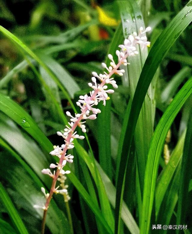 识花认草：山麦冬