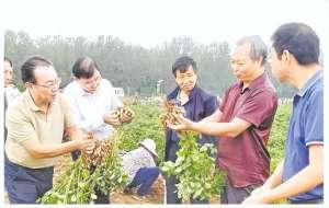 山东花生种植(关注｜86547公斤山东花生单产破世界纪录)