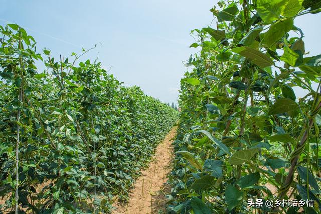 种植豆角、豇豆要记住五个禁忌，不然落花多、结荚少，很实用