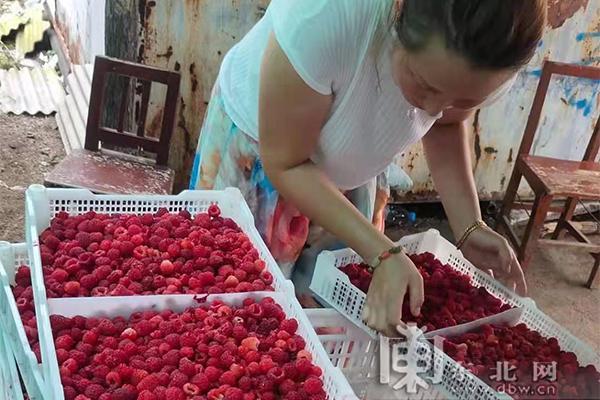 冰城树莓种植户变身农业经纪人 助力乡村振兴