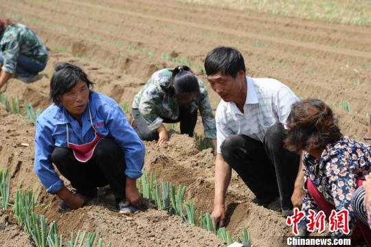 山西潞城一对父子科技种大葱 带领村民脱贫致富