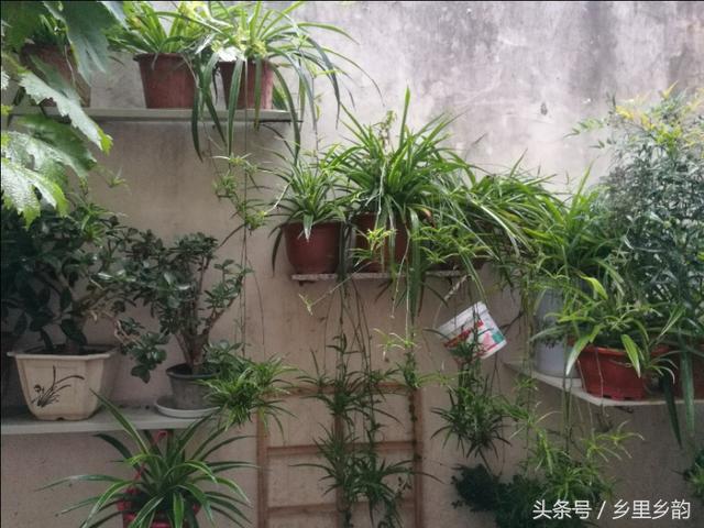 栽植吊兰想爆盆，用上我的关键几招足够了