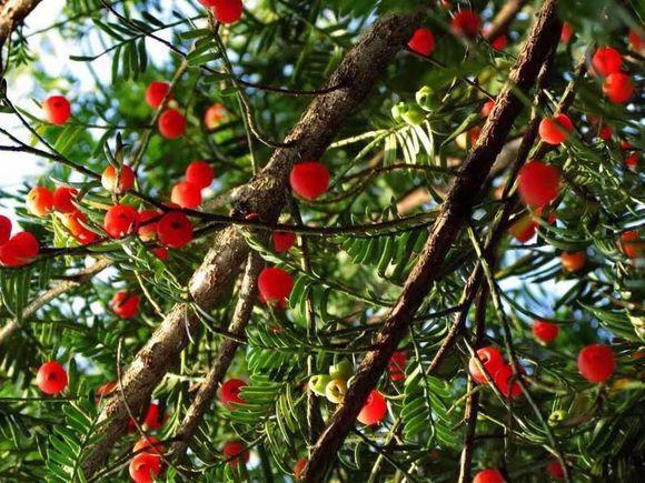 一夜蹿红的“网红植物”红豆杉，买了就扔？做好一步，能活几十年