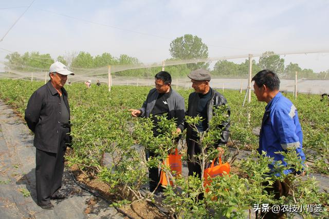 种植健壮高产蓝莓，怎样选苗、选地、改土、调酸？怎样科学定植？