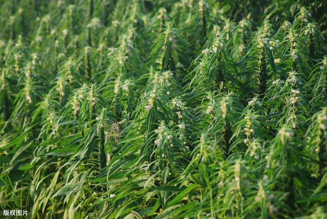 种植芝麻，避免遇到风雨倒伏而减产，如何发挥其品种优势是关键