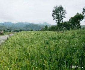 种植柴胡的前景(农村亩收入过万的种植项目：中药材种植柴胡开创你人生的第一桶金)