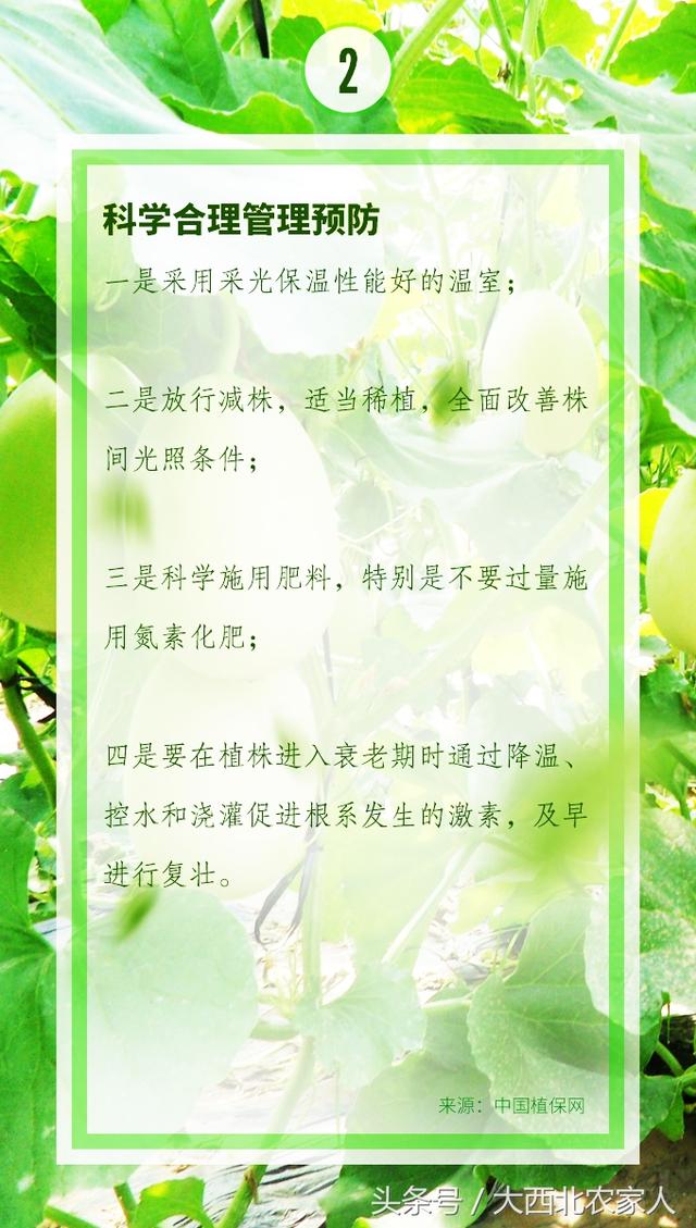 瓜农种植甜瓜不甜还苦？科学管理控制温度肥水很重要