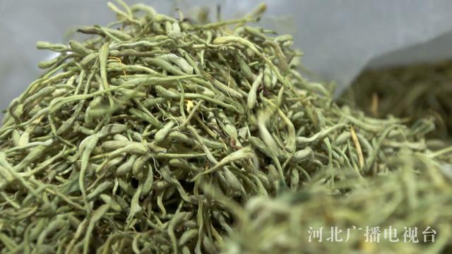 石家庄以岭药业：打造金银花规范化种植基地 助力乡村振兴