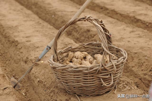 生姜价格一年比一年高，偷偷告诉你种植生姜高产技术，请收好