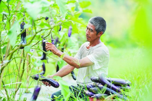 五月大棚茄子种植技术