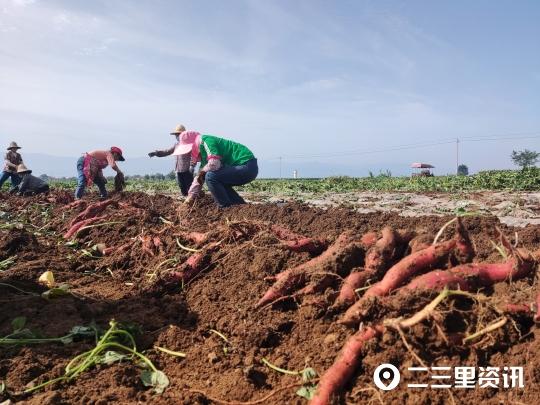 「百县百品」走进凤翔区虢王红薯种植基地，看小红薯如何变成大产业