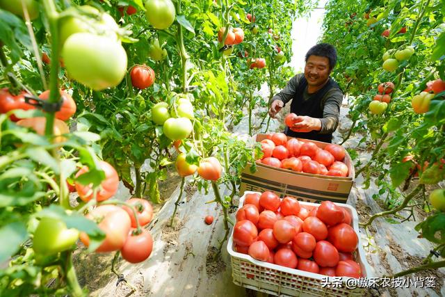 温室大棚冬季浇水后通风排湿时，为什么不能“太急”和“太大”