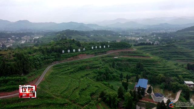 种下金银花 遍地生金银