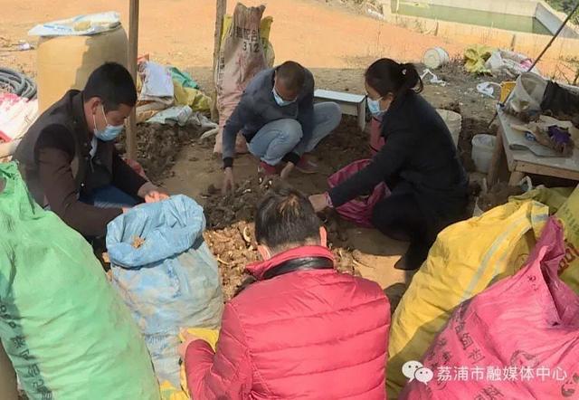 荔浦：山地种植荔浦芋 拓宽增收致富路