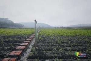 颠茄草种植(种中药材也能致富增收 林口县谋新脱贫路)