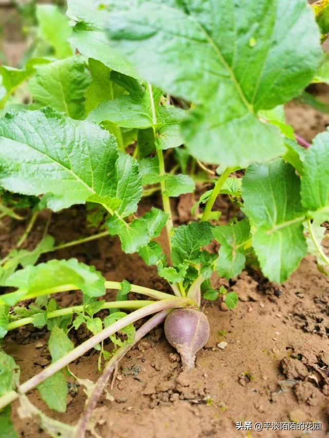 北方庭院耐阴植物推荐