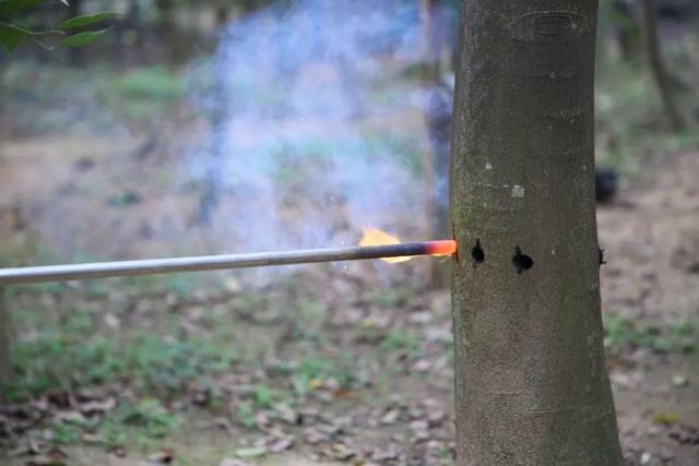 小伙投资五百万种300亩沉香，剥皮火攻半小时一毫升卖千元，啥样