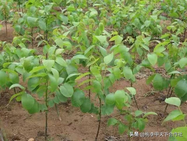 核桃树种植技术，附近核桃树苗批发基地，怎么管理核桃树更高产？