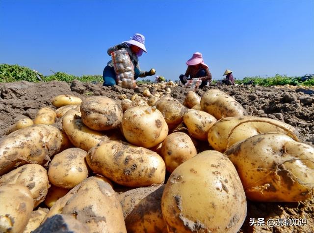 你知道吗？马铃薯是我国粮食安全和脱贫攻坚重大战略的农作物之一