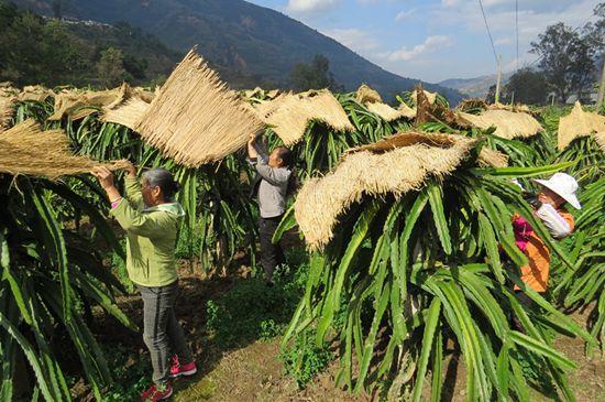 低温对火龙果种植有哪些影响、怎样防范？