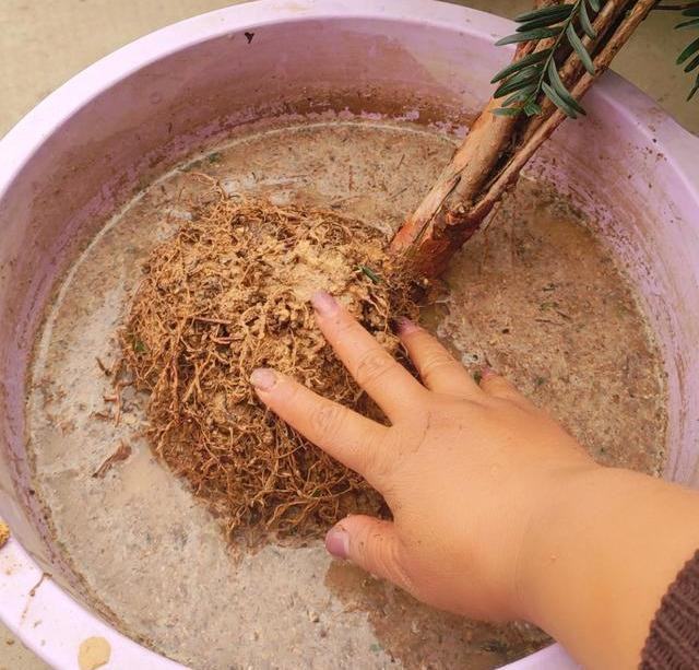 一夜蹿红的“网红植物”红豆杉，买了就扔？做好一步，能活几十年