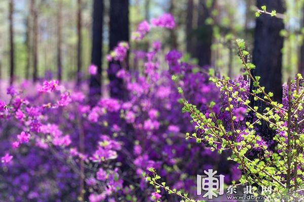 初夏最美是小满 兴安杜鹃映山红