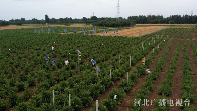 石家庄以岭药业：打造金银花规范化种植基地 助力乡村振兴