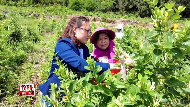 种下金银花 遍地生金银