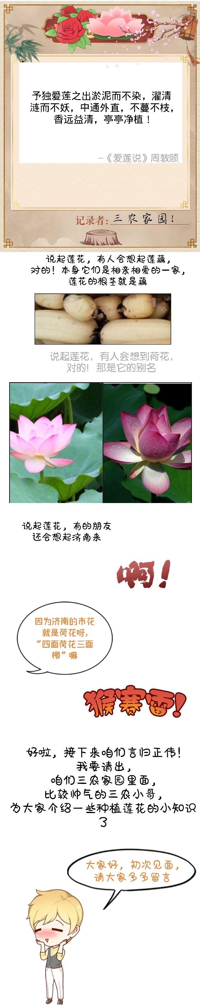 三农小哥，为大家趣说莲花种植的小知识