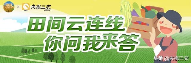 枯树枝变“神器”：在家就能种的“救命仙草”铁皮石斛