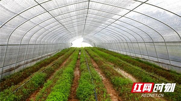 双清区：松茸种植为农民增收提供强劲动力