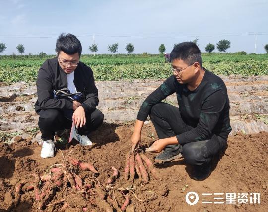 「百县百品」走进凤翔区虢王红薯种植基地，看小红薯如何变成大产业