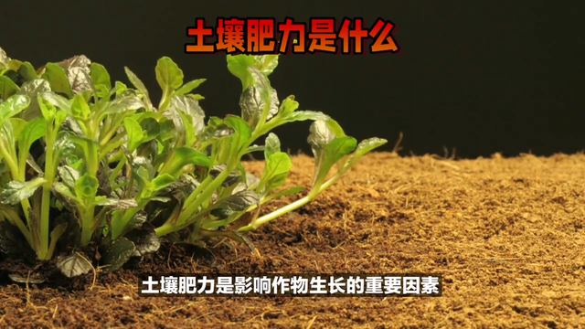 土壤肥力：作物生长的关键因素！#种植小技巧