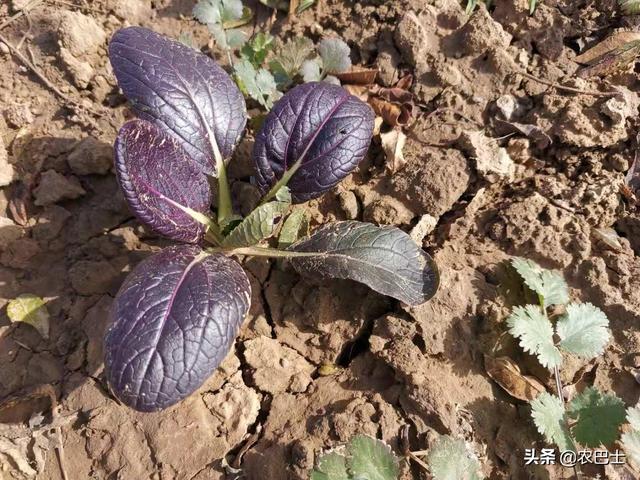 2月份可种植这些露天蔬菜，让菜园和阳台“绿”起来