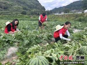 贵州大棚西瓜种植基地(台江革一：百亩西瓜甜蜜上市 产销两旺促增收)