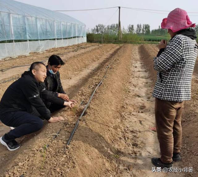 种植健壮高产蓝莓，怎样选苗、选地、改土、调酸？怎样科学定植？