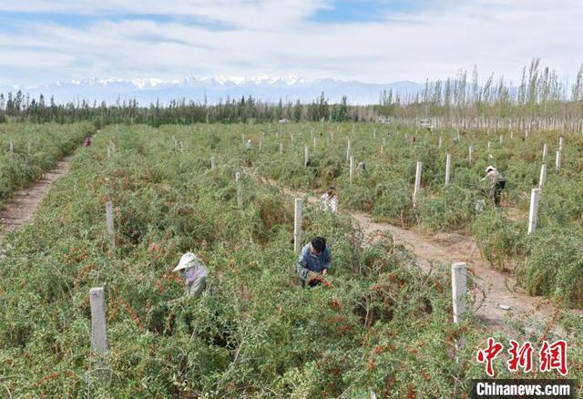 甘肃嘉峪关枸杞成熟“红绿相间”添色戈壁滩