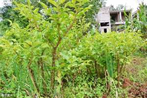 魔芋种植成本(在农村承包10亩地，1年纯利润9万元，看看成本需要多少？)