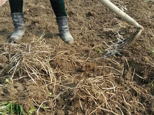 水边特有的一种野菜，正月炒腊肉最香，三月只能当柴火，别错过