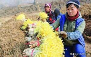 韭黄在家怎么种植方法(应该如何种植韭黄？在种植时应注意哪些事情？)