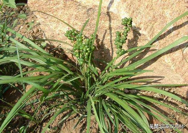 识花认草：山麦冬