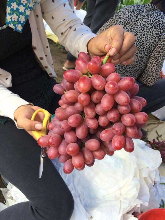 网友种植的非常靓丽的克伦生葡萄，无核高甜有清香